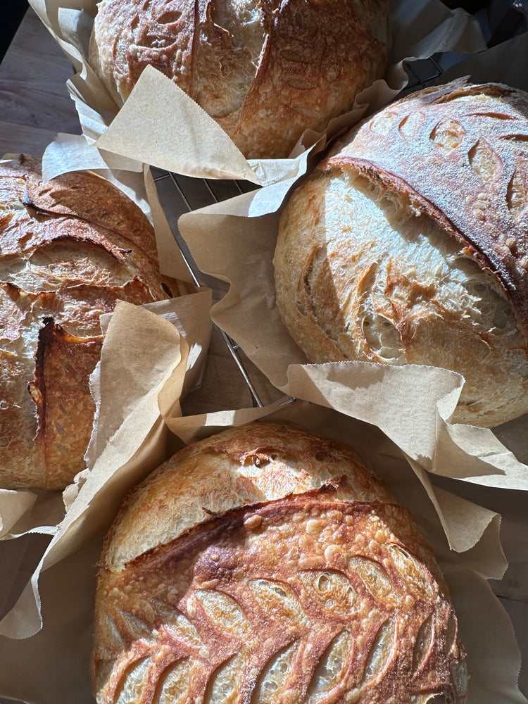 Live active sourdough starter